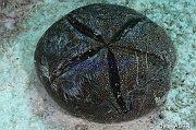Echinodermes Echinoderms